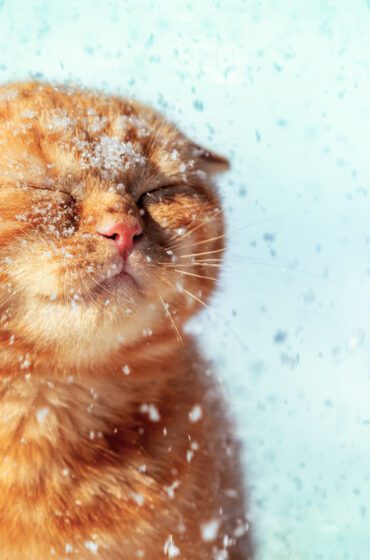 Resources to Beat the Winter Blues