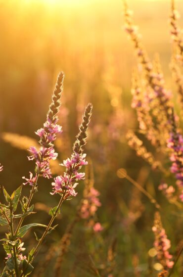Lowen’s Flower Farm